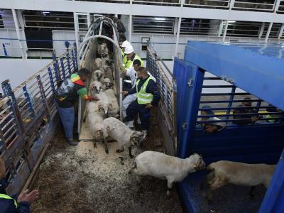 Arrivée du premier navire chargé de 15 mille tètes de moutons  au port d'Alger 
