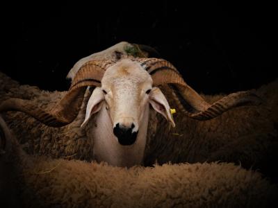 Mouton aid
