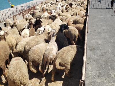 Moutons ports Aid