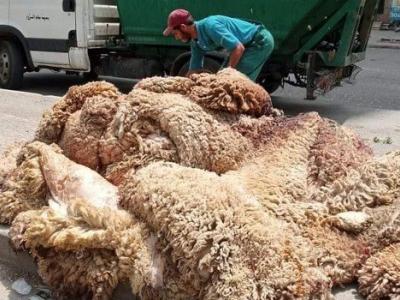 عملية جمع جلود الأضاحي