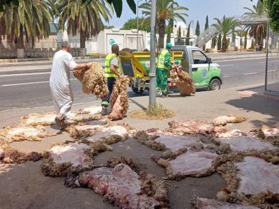 Large adhésion à travers les wilayas à la campagne de collecte des peaux des moutons de sacrifice