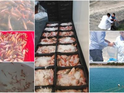 تربية أسماك البلطي الأحمر
