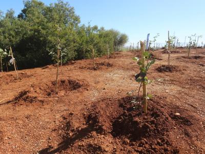 Plus de 1,3 million d'arbres plantés samedi