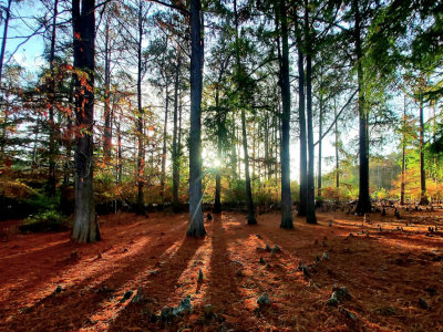 إنتاج الفلين