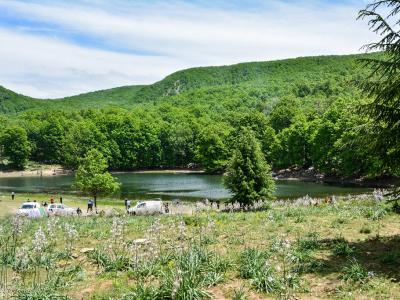 غابة أكفادو