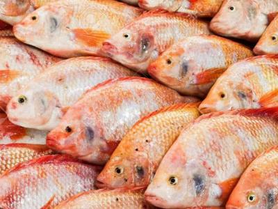  منصة رقمية جديدة مخصصة لتسويق سمك البلطي 