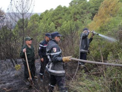 حرائق الغابات بتيبازة