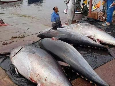 التونة الحمراء 