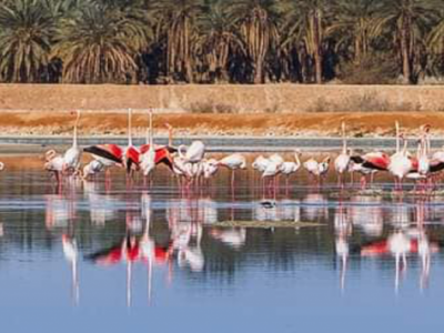 المناطق الرطبة