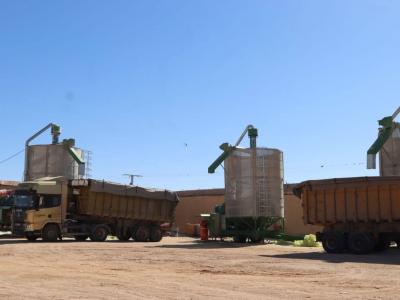 Oualid lance à El-Meniaa un projet de silo céréalier stratégique d’une capacité d’un million de quintaux