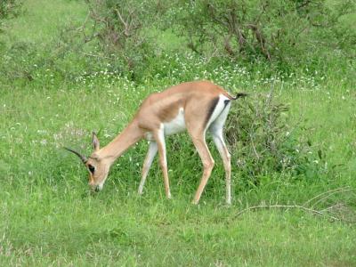 الغزال الصحراوي 