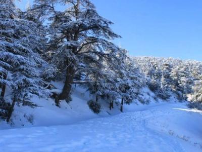 BMS-neige