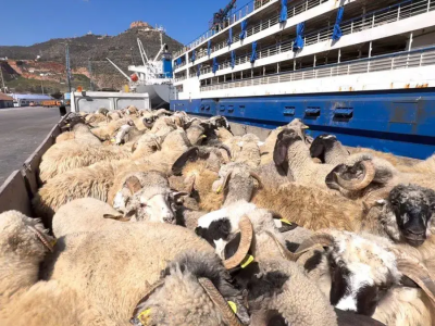 وهران أضاحي العيد