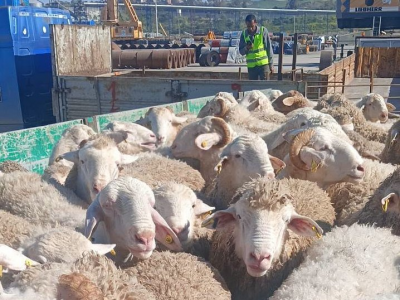 أضاحي العيد