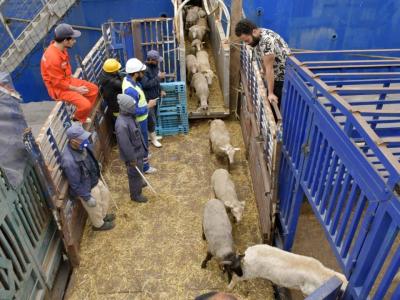 ميناء الجزائر