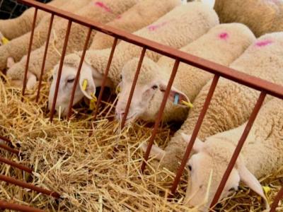  وهران: وصول أول شحنة من رؤوس الأغنام القادمة من رومانيا 