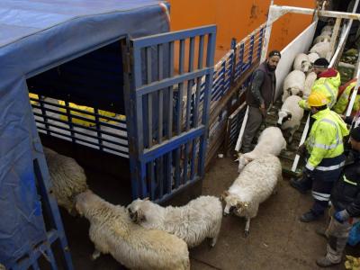 moutons