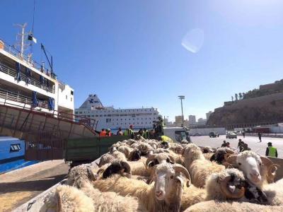Des préparatifs intenses pour la réception et la vente des moutons importés en prévision de l'Aïd El-Adha