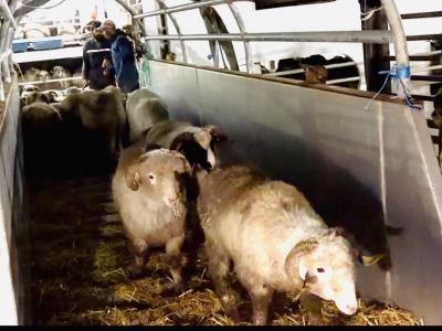  وصول باخرة محملة بـ9400 رأس غنم قادمة من رومانيا