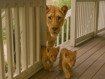Lionceaux 
