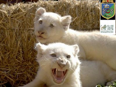 lions