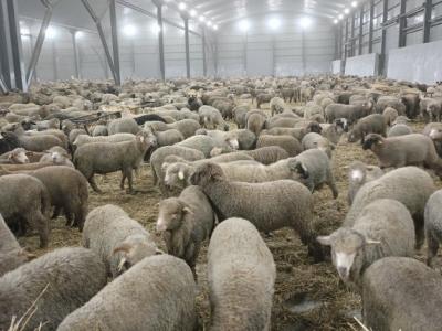 moutons-importes-09.05.26.jpg