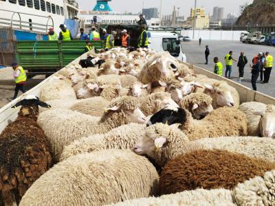Arrivée à Oran de deux navires chargés de plus de 36.000 têtes ovines en provenance d'Espagne