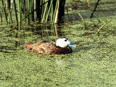 Waterbirds