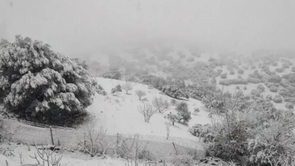 ثلوج مرتقبة بولايات الوطن 