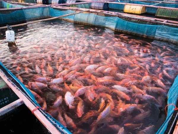 تربية المائيات 09