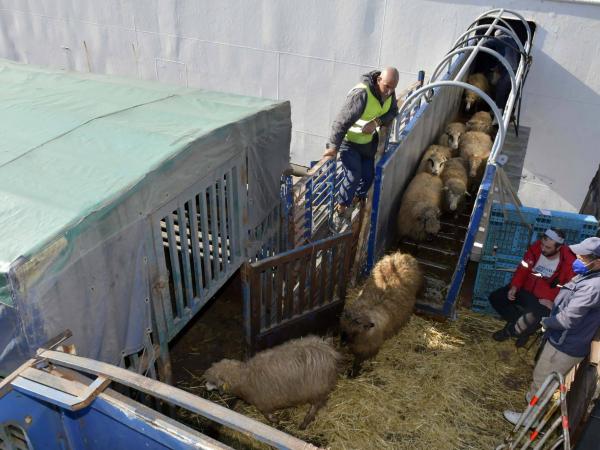 وصول شحنة جديدة من الأغنام المستوردة تحسبا لعيد الأضحى